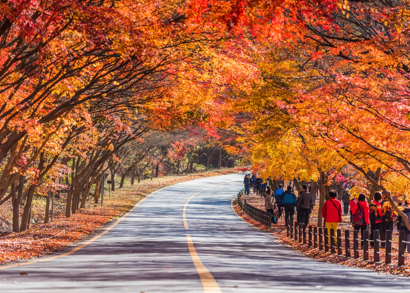 Can't Decide When to Go to Korea? Here's What Each Season Offers! Image