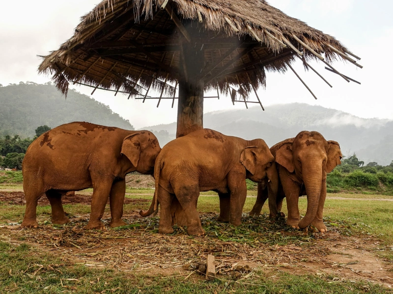 Four big elephants huddle together under a cool, shady hut in the grassy field, with tall mountains and trees all around. It’s like a jungle picnic!