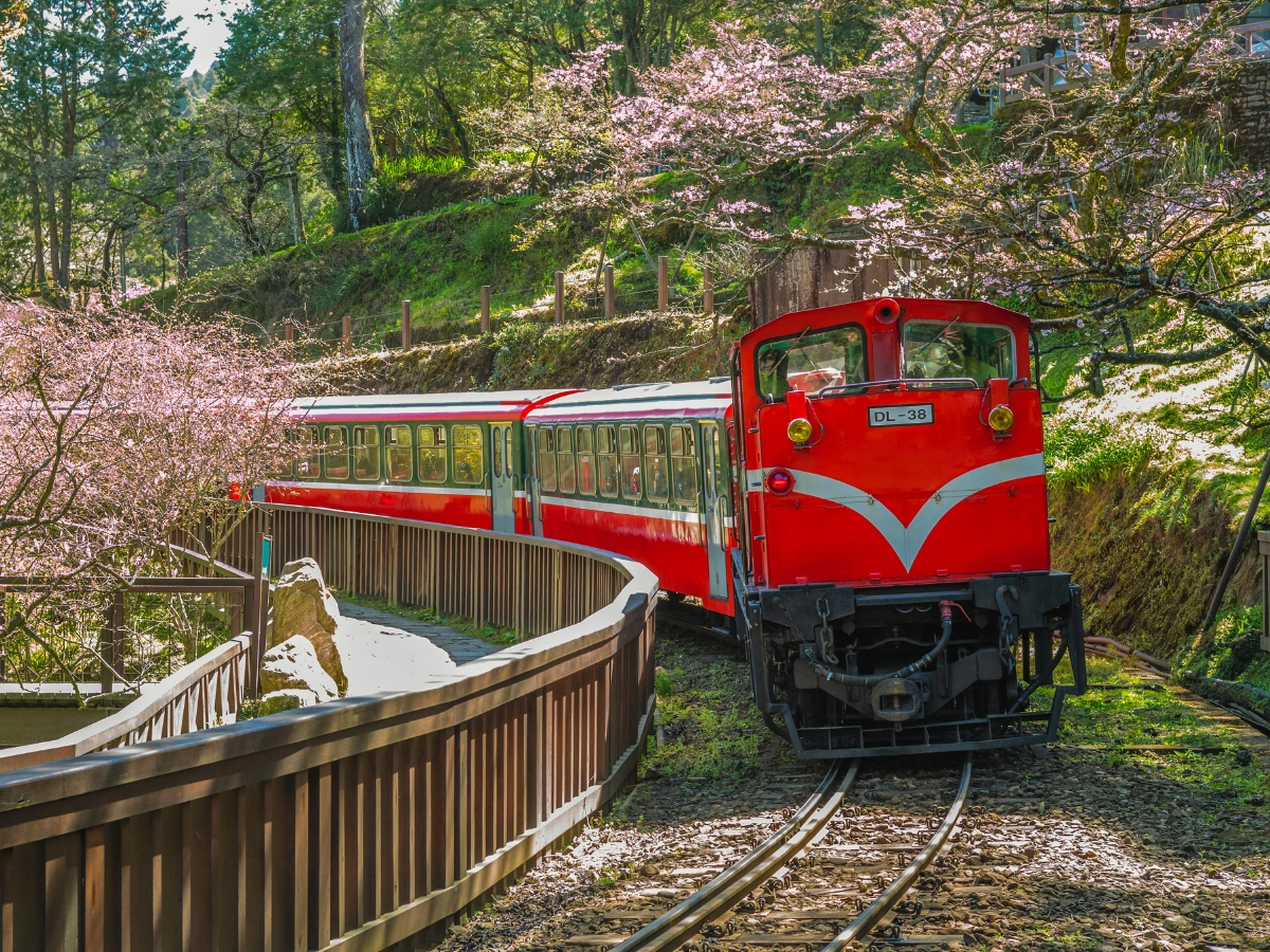 A red and white train traveling on a curved track through a scenic landscape with blooming cherry blossom trees, lush greenery, and a wooden fence lining the track.