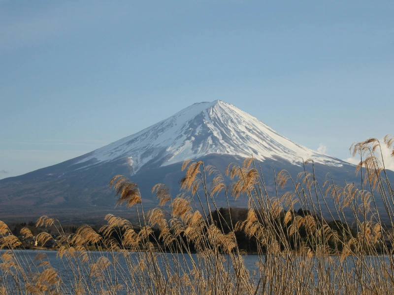 Snow-capped Mount Fuji in Japan, viewed across a calm body of water with tall grasses in the foreground under a clear blue sky.