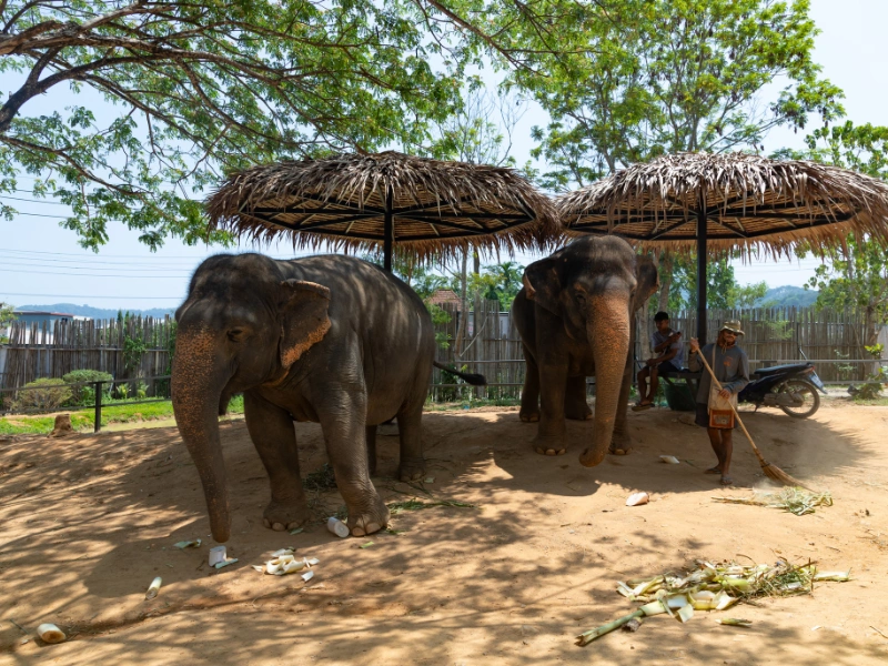 Two elephants standing under thatched umbrellas in a shaded area, with people nearby and a background of trees, a fence, and greenery.