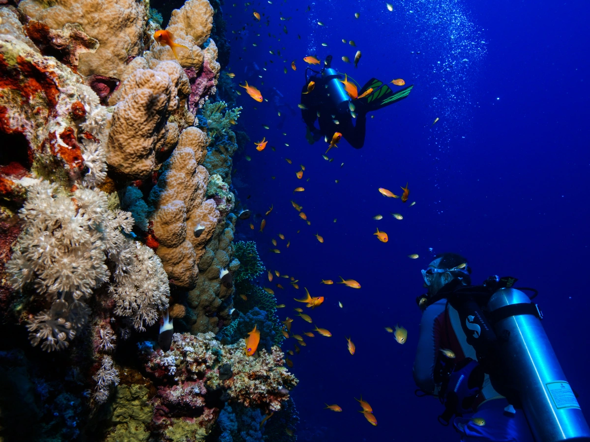 Underwater scene showing two scuba divers exploring a vibrant coral reef ecosystem. The reef features diverse coral species and numerous small orange fish, illustrating marine biodiversity in a clear, deep blue ocean environment.
