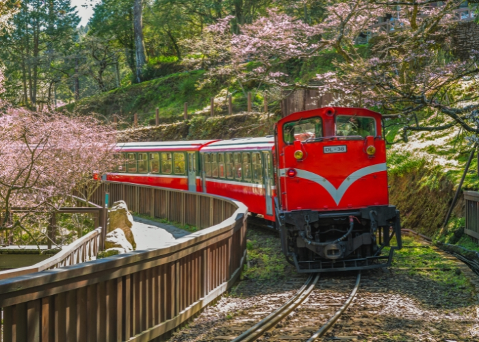Vintage-style Alishan Forest Railway train traveling through misty mountain forests in Taiwan, surrounded by towering cypress trees and scenic landscapes. A popular tourist attraction known for sunrise views, cherry blossoms, and the tranquil beauty of the Alishan National Forest Recreation Area.