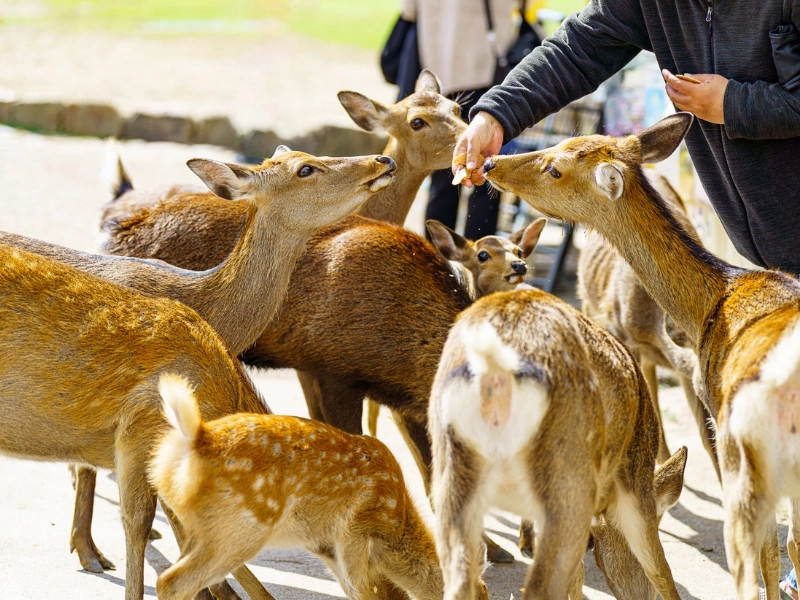 Person feeding a group of deer at Nara Park, with several deer gathered around reaching for food, and other visitors visible in the park background.
