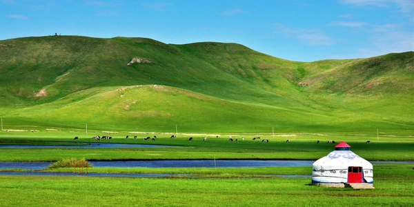 raditional Mongolian yurt on the Hulunbuir Grasslands in Inner Mongolia, China, surrounded by rolling green hills, grazing livestock, and scenic wetlands in a pristine eco-tourism landscape.
