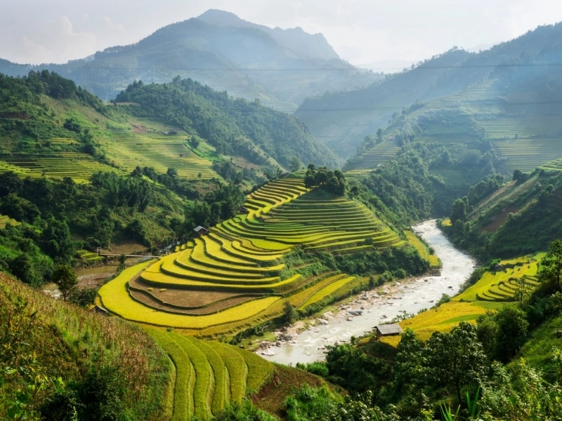 Terraced rice fields in a mountainous region with lush green and golden crops, a winding river through the valley, and misty mountains in the background.