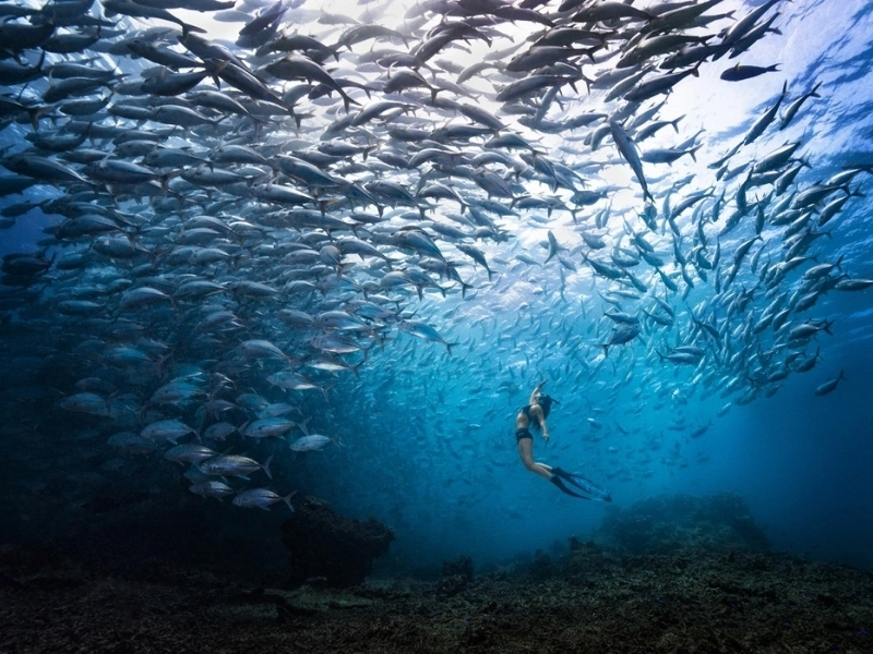 Underwater scene featuring a large school of fish near the surface, with a diver swimming below in clear blue water and some underwater terrain visible at the bottom.