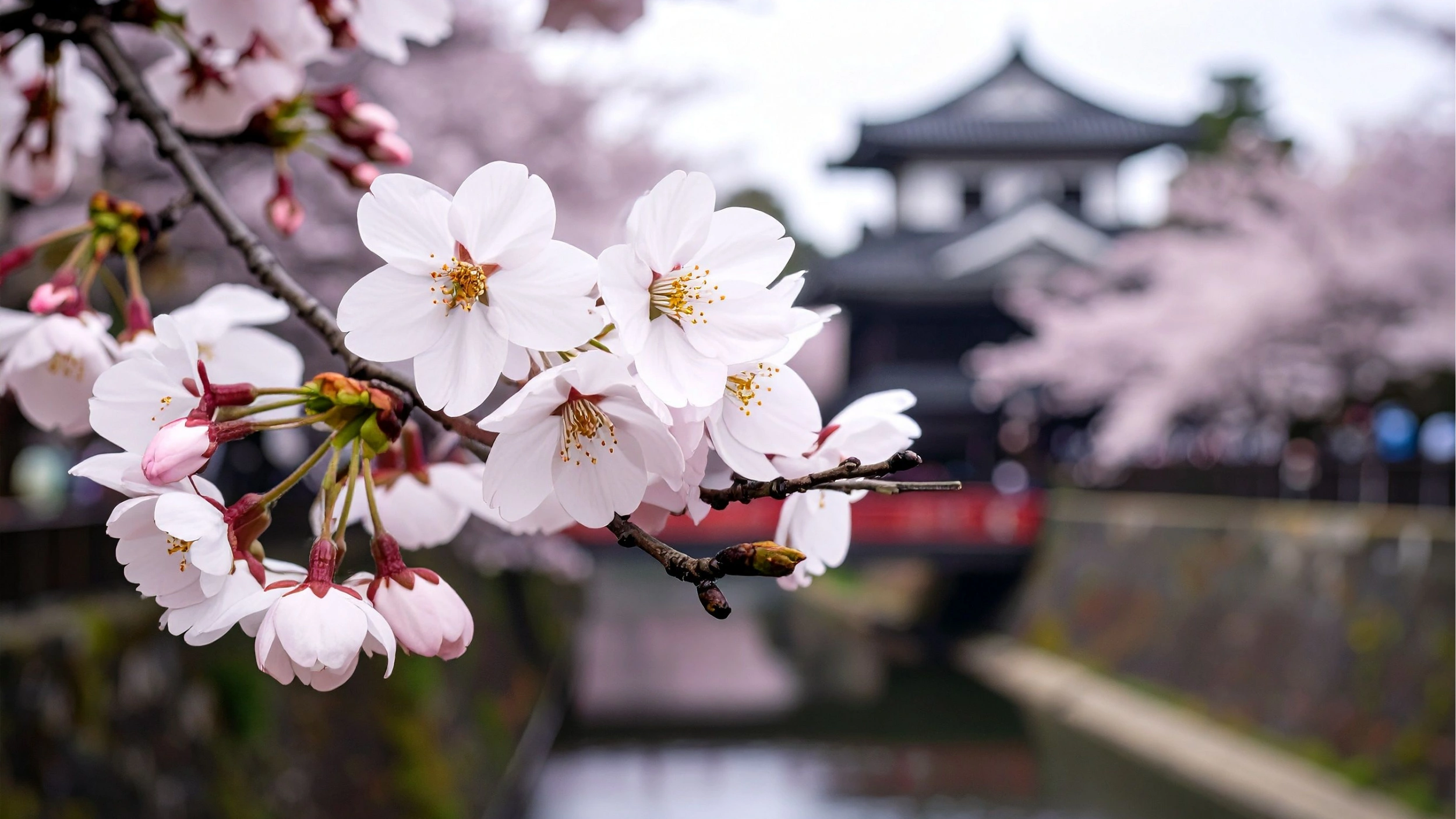 Close-up of white Somei Yoshino cherry blossoms with a blurred Japanese castle and red bridge in the background during spring.