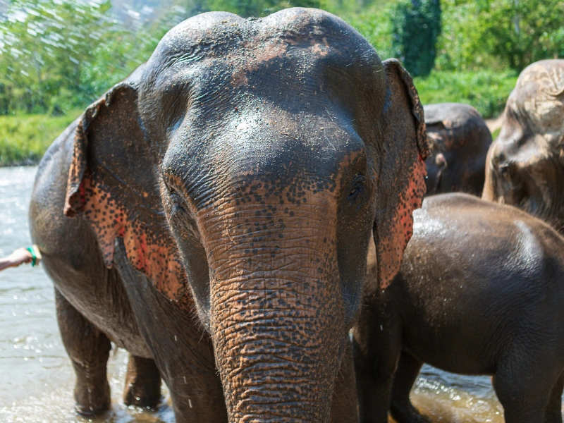Close-up of an elephant standing in shallow water with wet skin and pink patches on its ears and face, surrounded by other elephants and greenery in a natural setting.