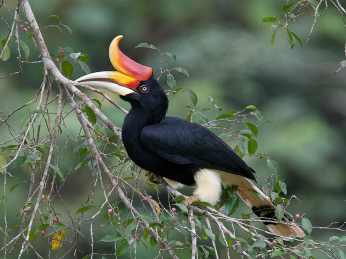 A rhinoceros hornbill perched on a tree branch, featuring black feathers, white tail feathers, and a large orange-yellow bill with a red casque, set against a backdrop of green foliage.