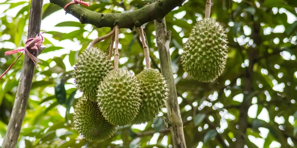 Several durians hanging from the branches of a durian tree in an orchard, surrounded by lush green foliage. The spiky green fruits are clustered together and supported by ropes tied to the branches.