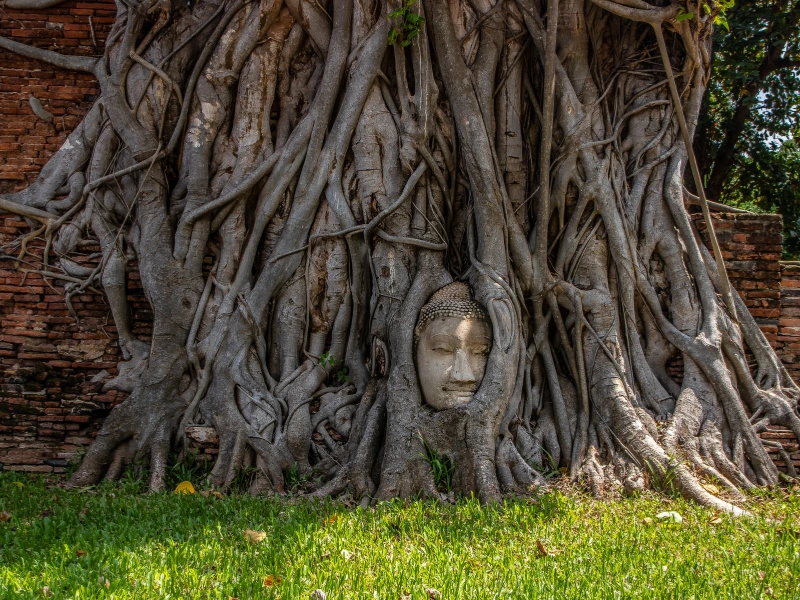 A large tree with thick, intertwined roots enveloping an old brick structure.