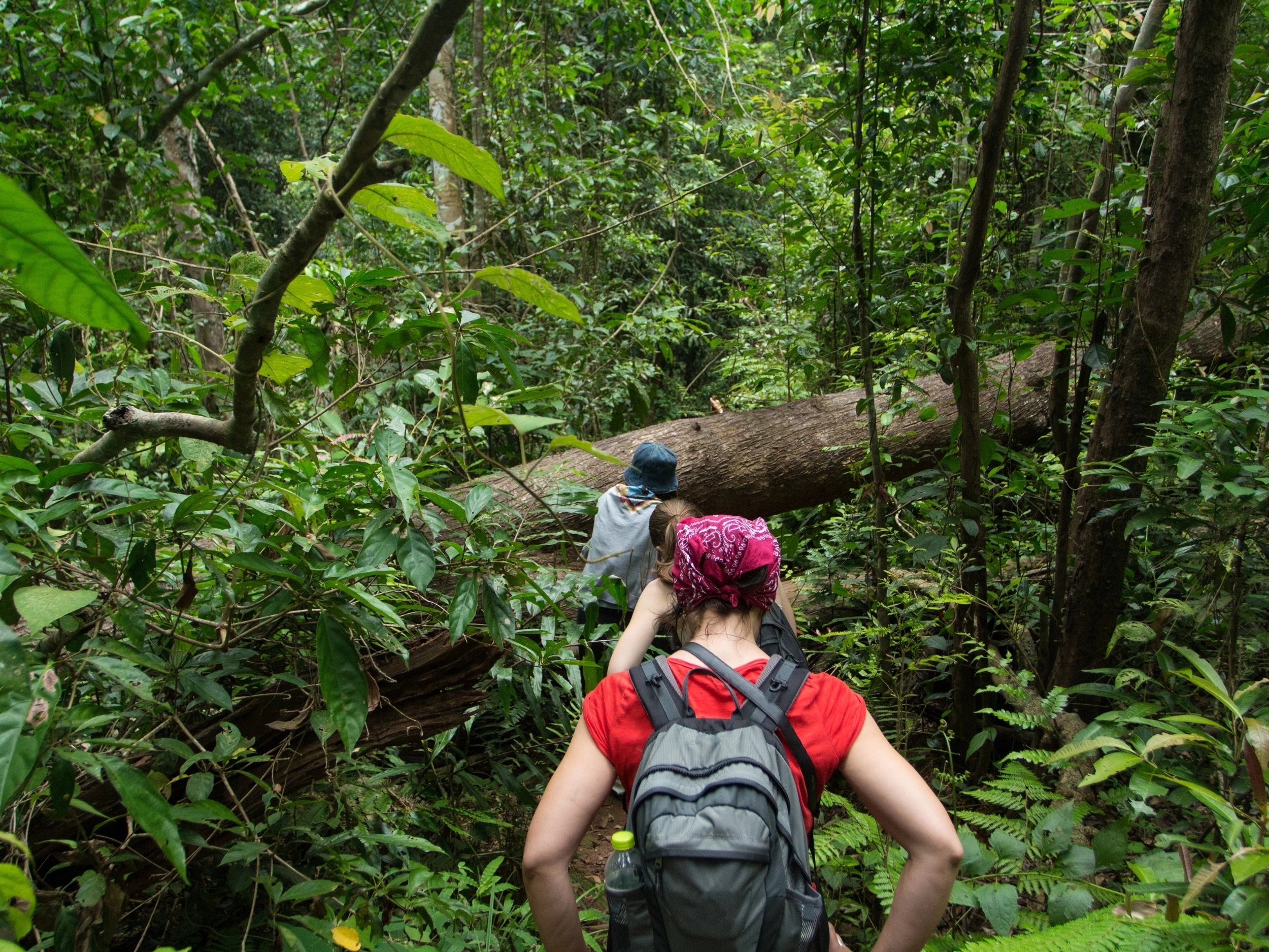 Two hikers navigating a lush forest trail, with one climbing over a fallen tree trunk and the other wearing a red shirt and gray backpack, surrounded by dense green foliage and tall trees.