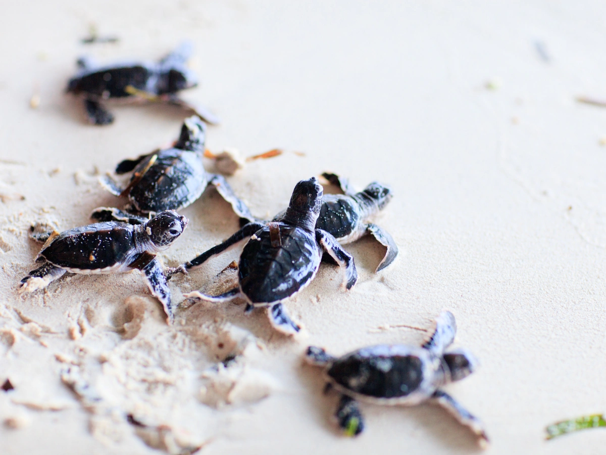 Group of six baby sea turtles with dark shells and flippers on a sandy surface, surrounded by small indentations and footprints indicating recent movement.