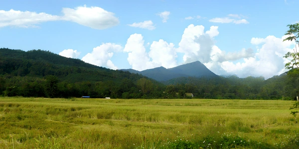 Panoramic view of Gunung Jerai rising in the background beyond a wide open field of golden-green grass, with lush forest-covered foothills and towering white clouds against a bright blue sky.