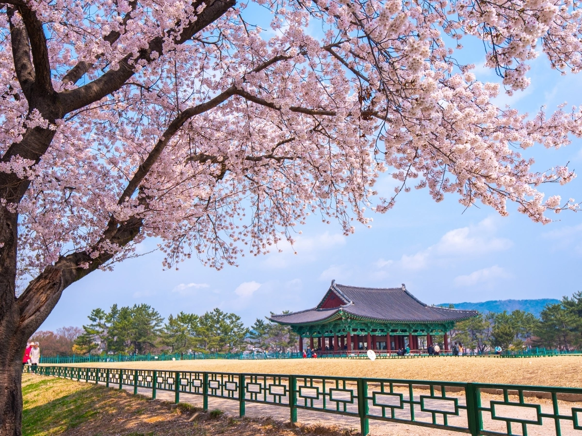 Traditional Korean pavilion set in a scenic landscape, framed by a large cherry blossom tree in full bloom. The pavilion stands behind a green and white fence, with grassy terrain in the foreground and tree-covered hills under a partly cloudy blue sky in the background.