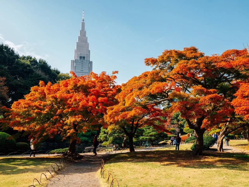 Park with red and orange autumn trees, a clear walking path bordered by metal fences, and a tall skyscraper in the background under a blue sky.