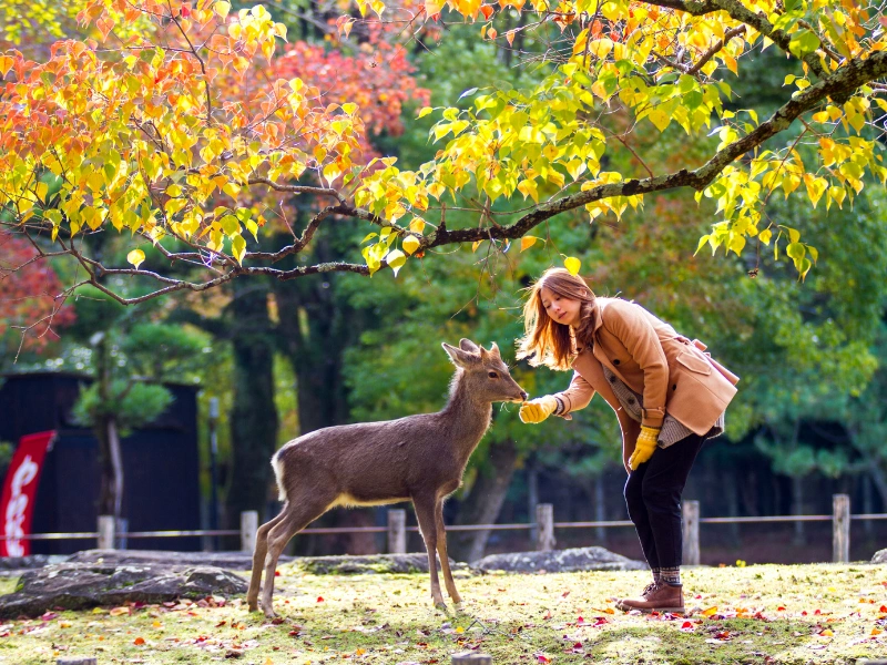 A person wearing a beige coat and yellow gloves feeds a deer in Nara Park, Japan, surrounded by vibrant autumn trees with yellow and orange leaves.