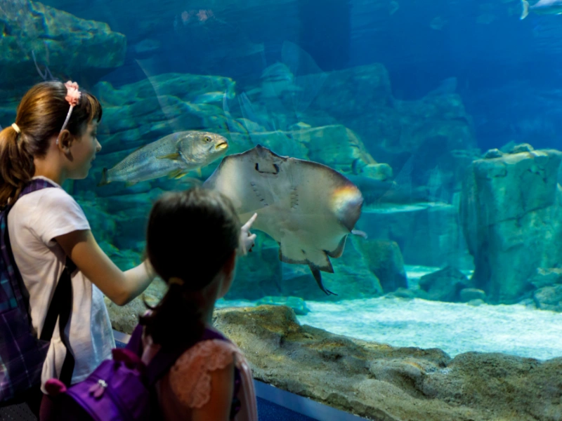 Two children stand close to an aquarium glass, pointing at a large fish swimming among rocks and underwater scenery.