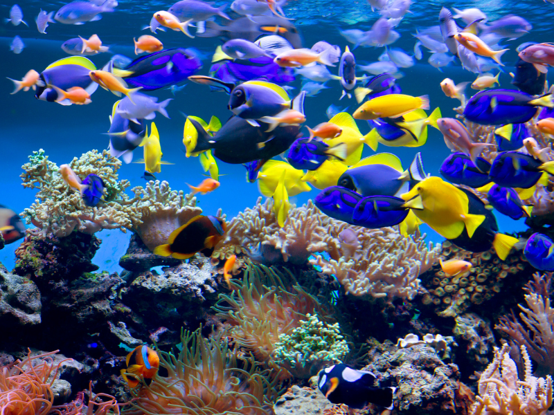 Vibrant underwater scene featuring colorful fish such as blue tangs, yellow tangs, and clownfish swimming among diverse coral reefs—engaging and educational for children.