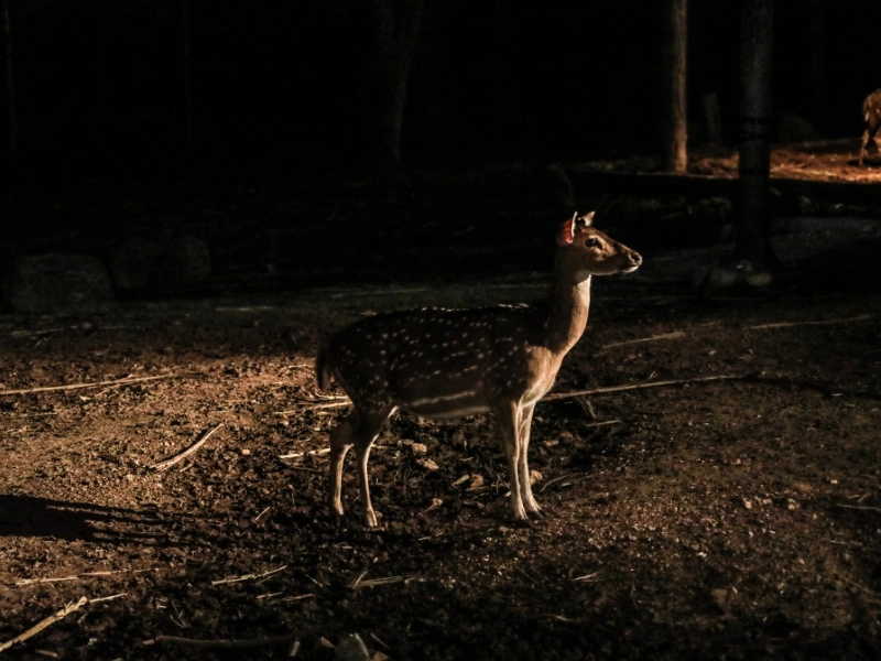 A deer stands illuminated by a light source in the dark during a night safari in Thailand, with dry leaves and trees in the background.
