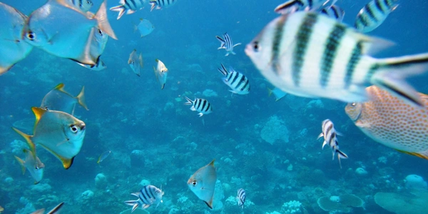 A school of black and white striped sergeant major fish swimming underwater in the clear blue sea of a marine park at Pulau Redang