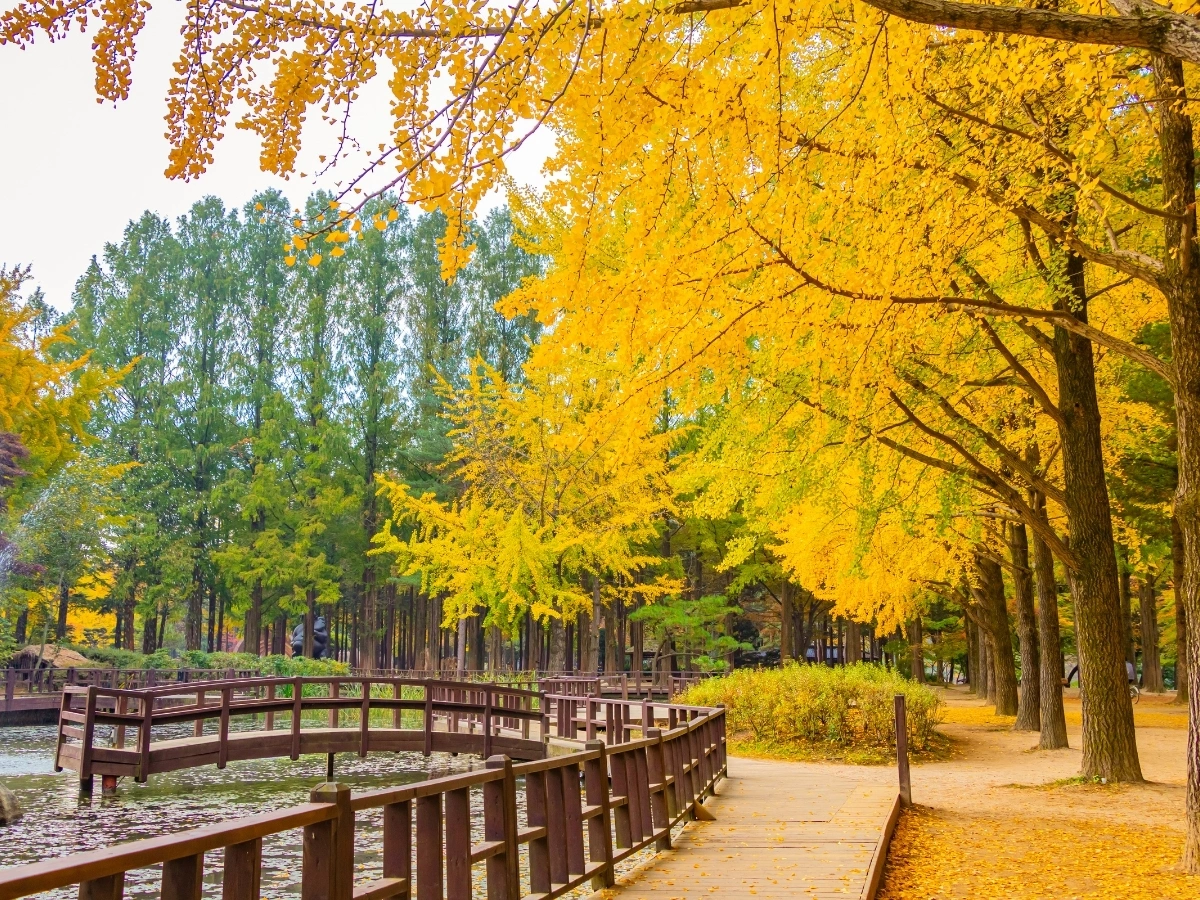 Scenic autumn landscape in Korea featuring vibrant fall foliage in shades of red, orange, and yellow.