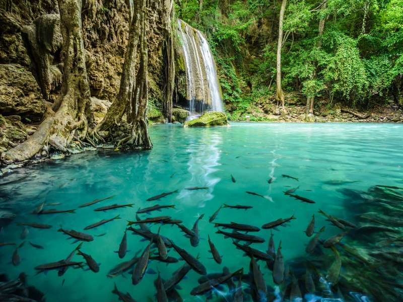 A waterfall flows into a turquoise pool filled with fish, surrounded by lush green foliage and rocky cliffs.