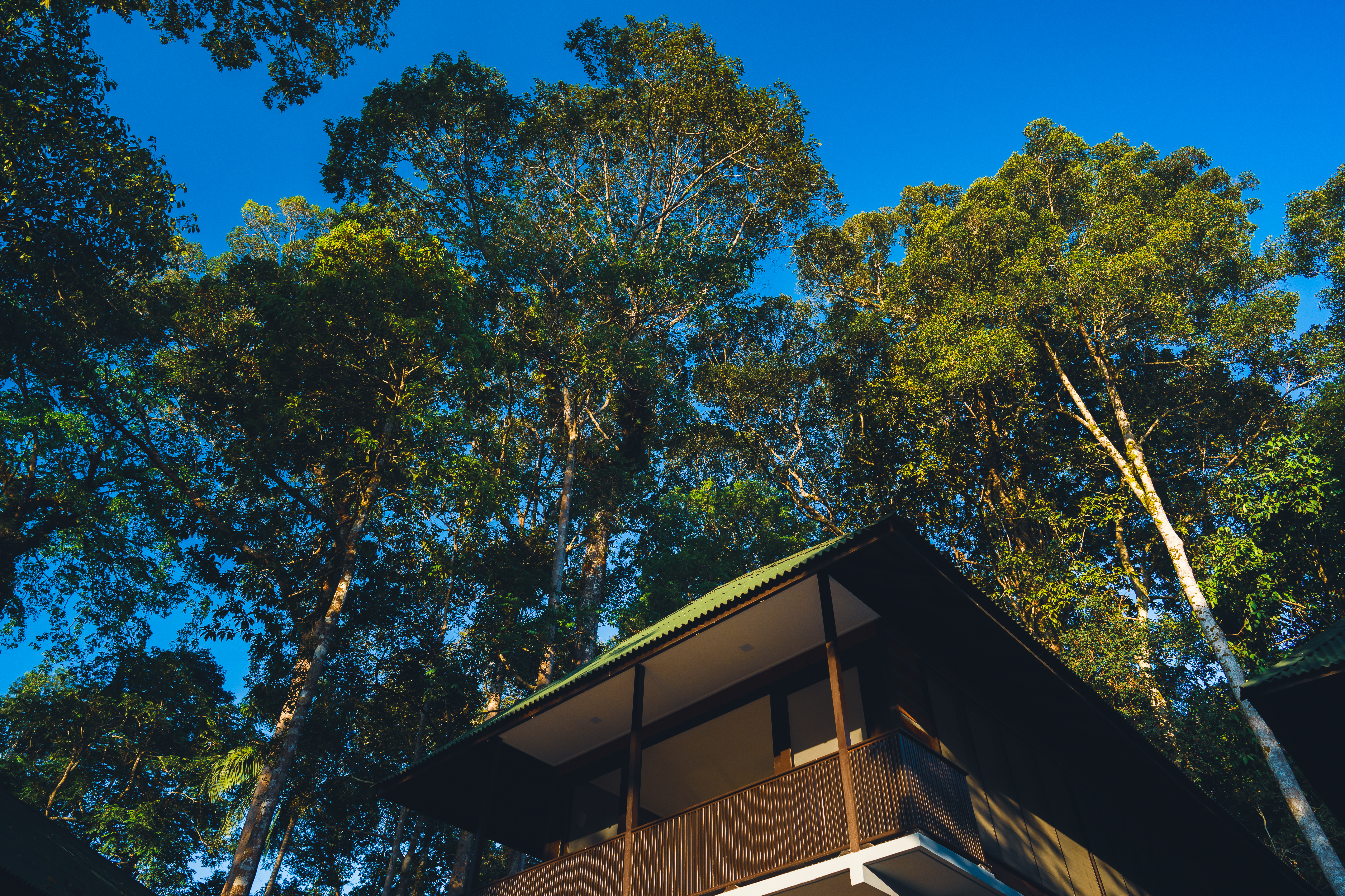 3D2N Rompin Rainforest Lodge Image