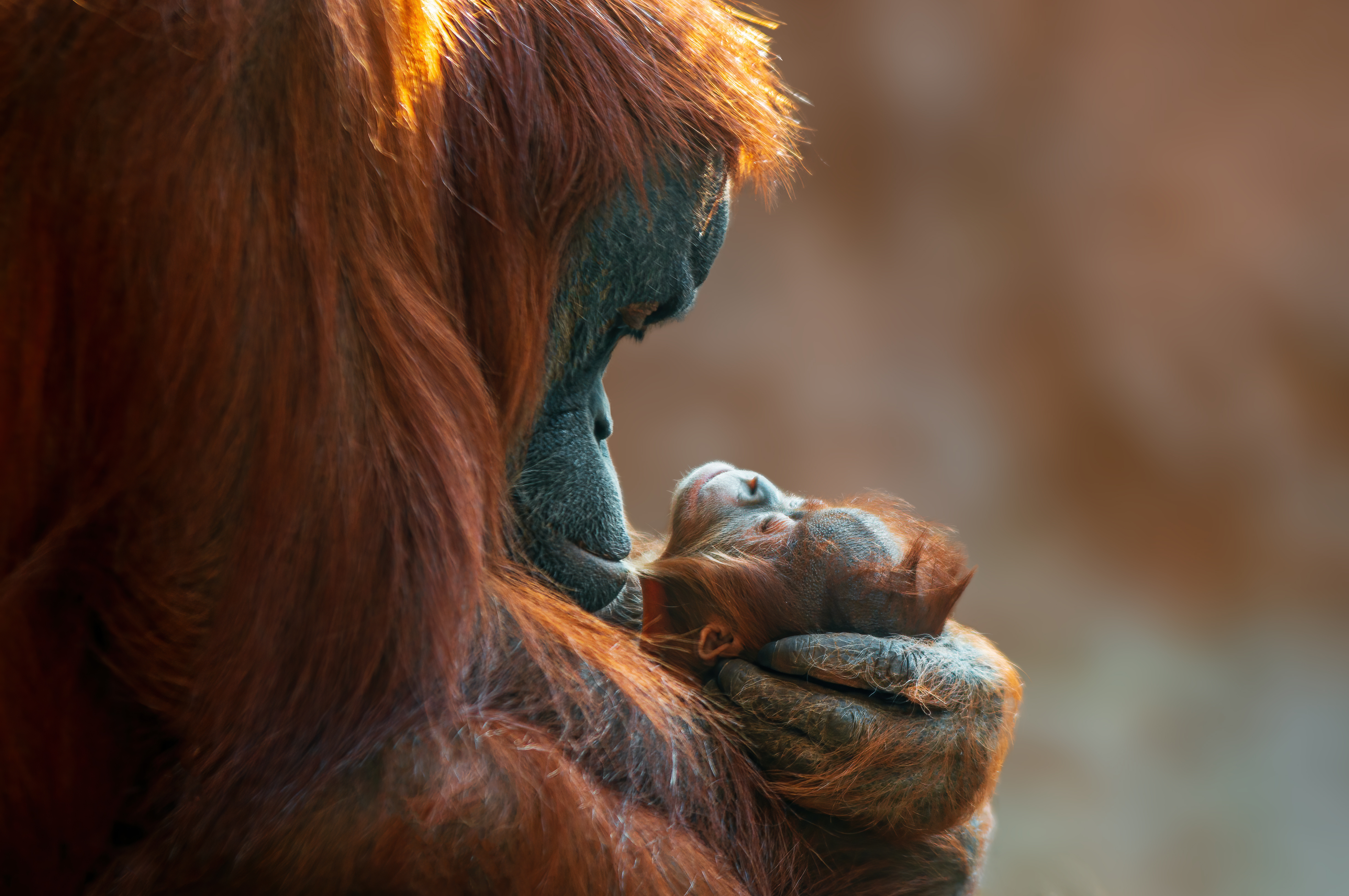 15D14N Venture into Borneo Image