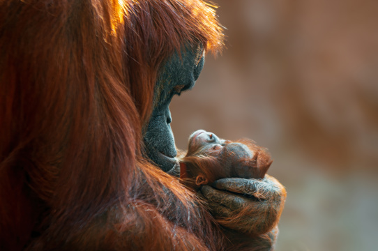15D14N Venture into Borneo Image