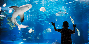 Best Attractions in Bangkok, Phuket & Chiang Mai for Kids Image
