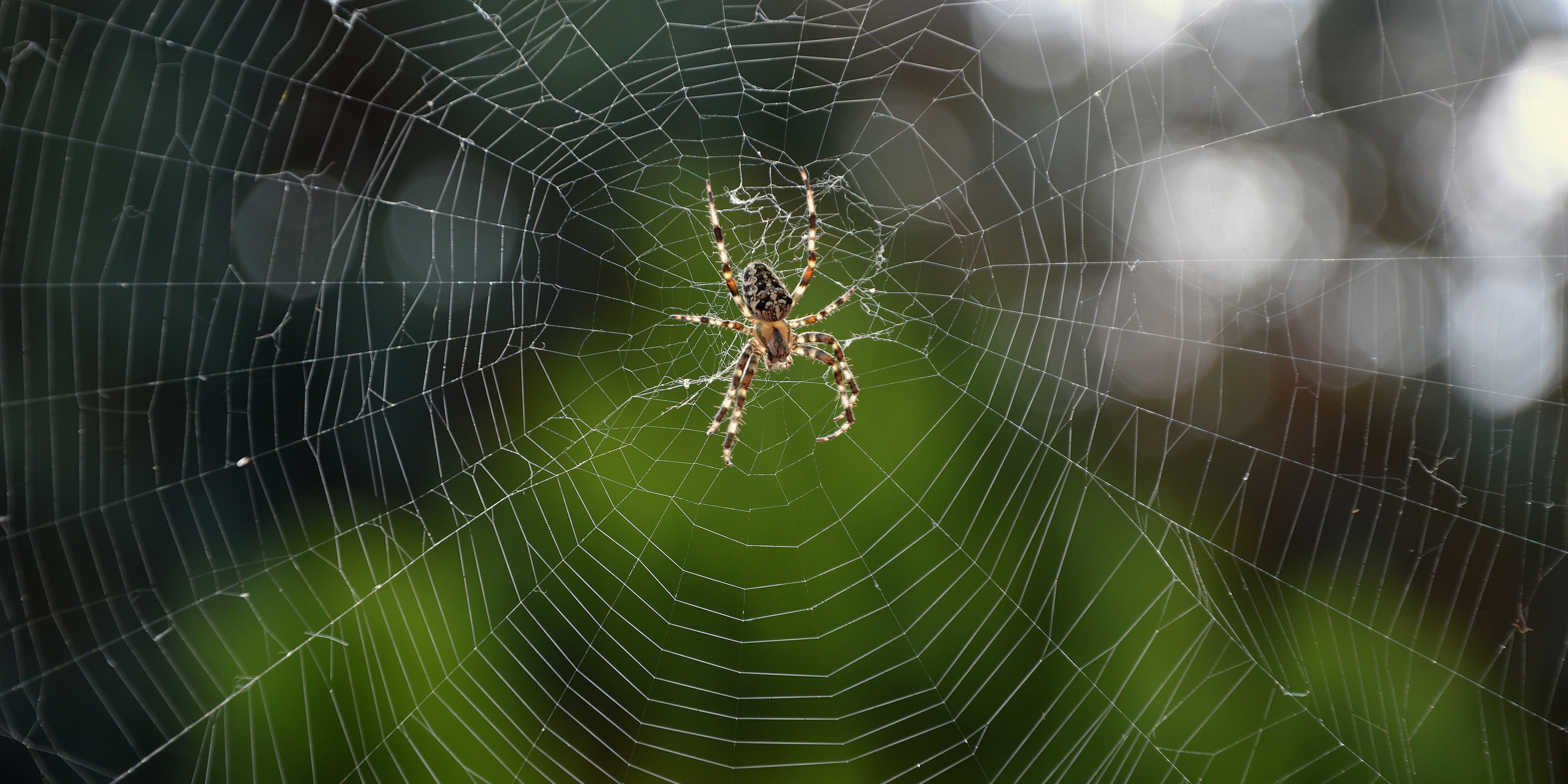 3D2N Tabin Wildlife Reserve Image