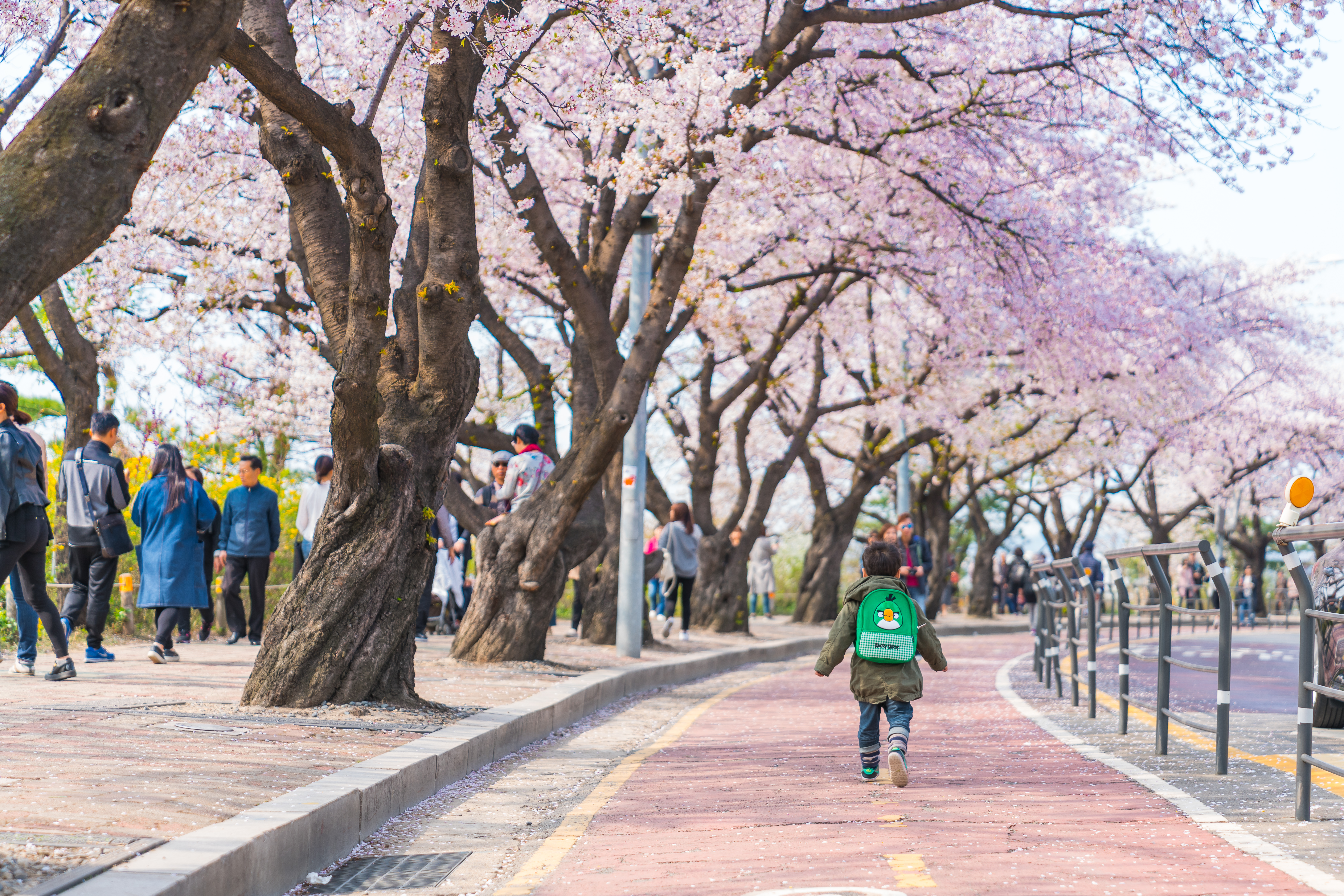 6 Reasons to Visit Seoul in Spring Image