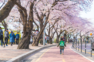 6 Reasons to Visit Seoul in Spring Image