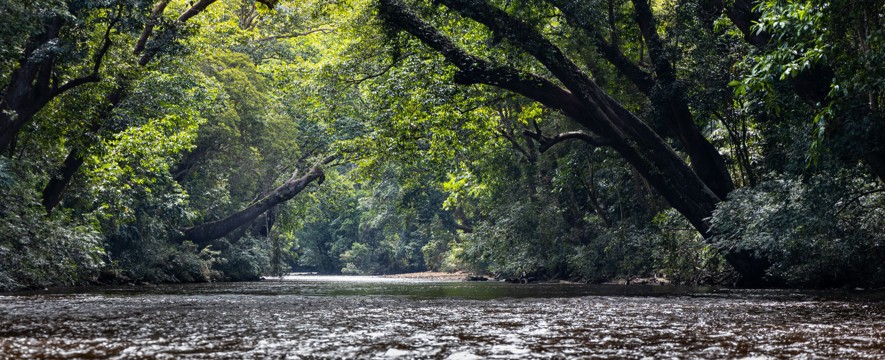 3D2N Treasures of Taman Negara (Opt 2) Image