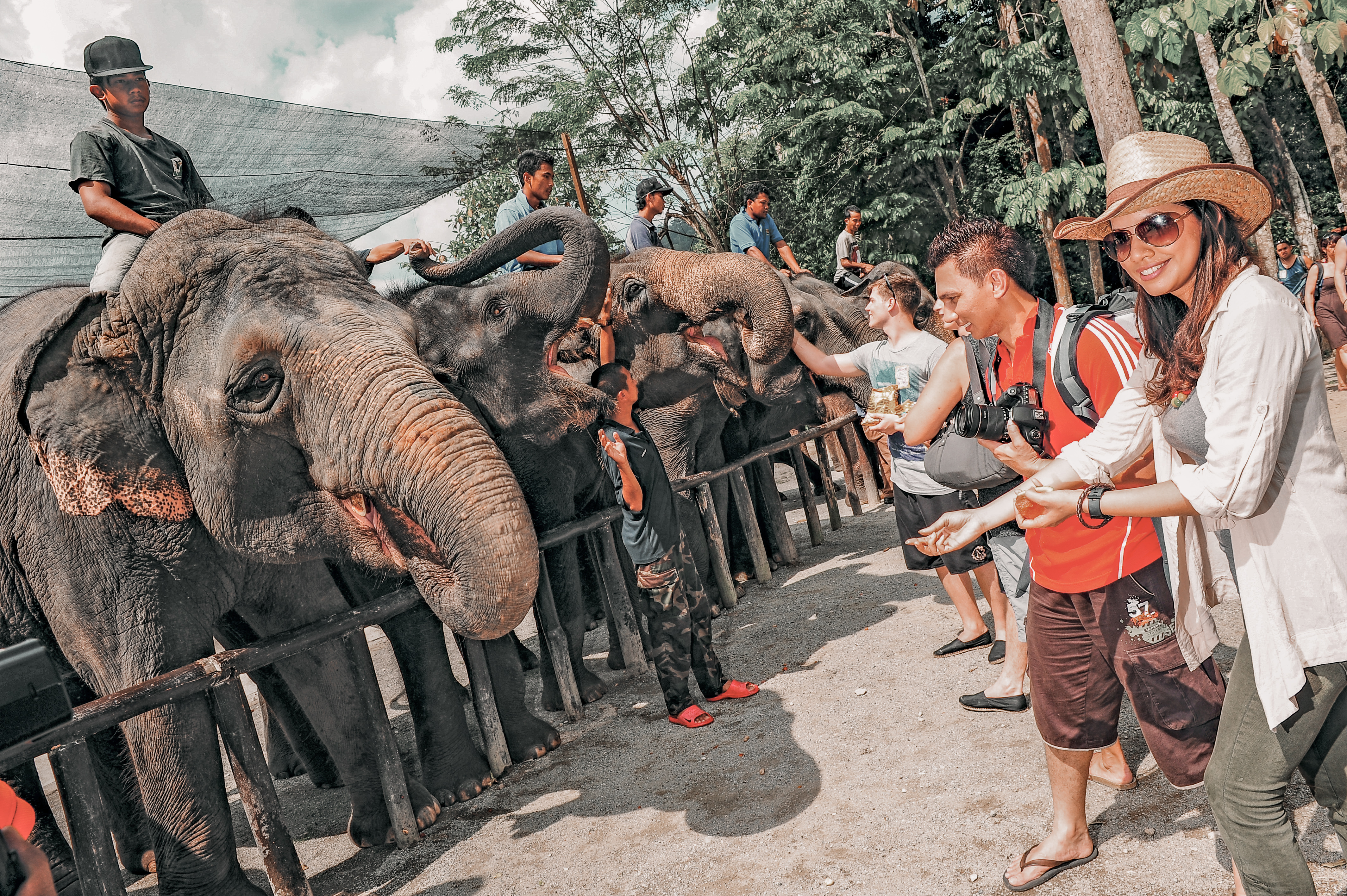Gentle Giants: Up Close With Elephants Image