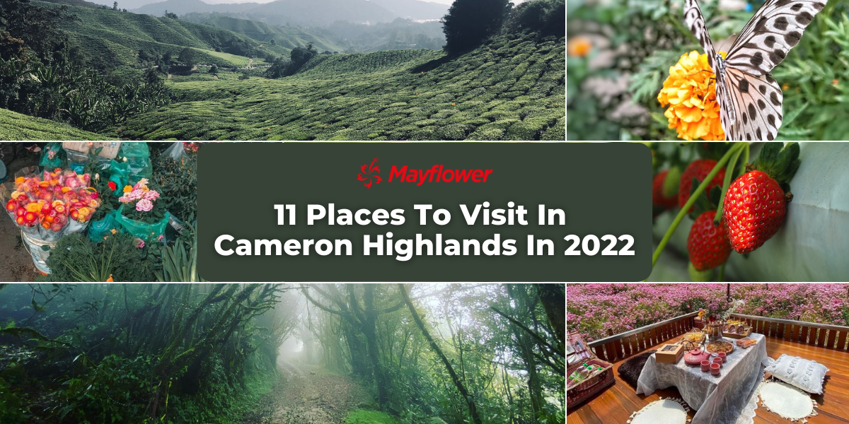 11 Places To Visit In Cameron Highlands In 2022 Image