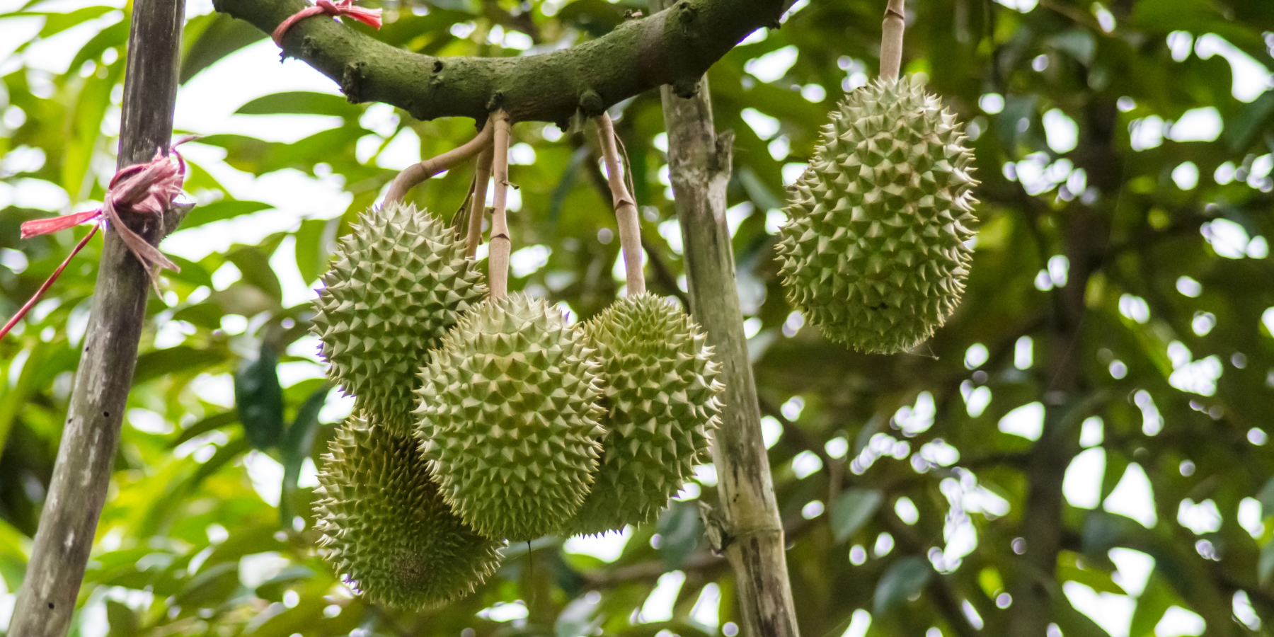 The Ultimate Pahang Durian Season Guide: Top 3 Authentic Orchards Image