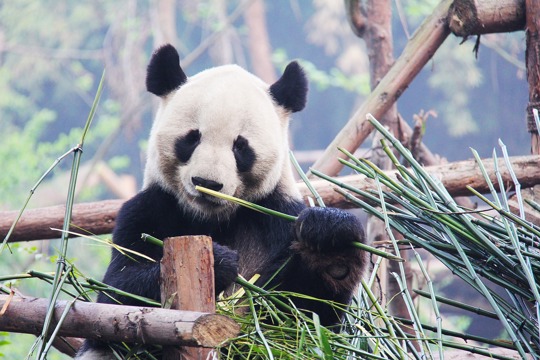 Chengdu Image