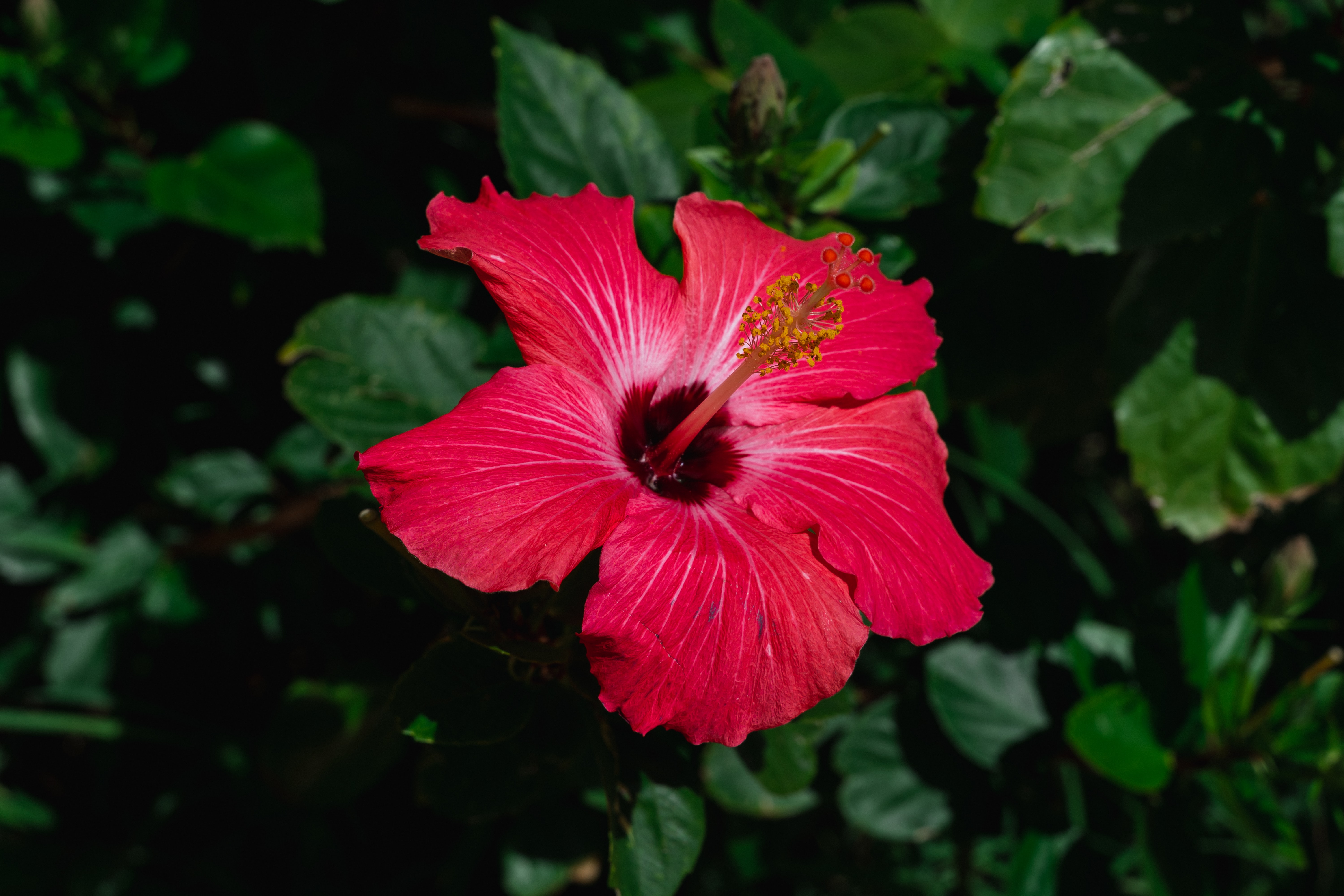 Flower Power! 5 Malaysian Alternatives To Cherry Blossoms Banner Image