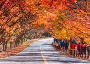 Can't Decide When to Go to Korea? Here's What Each Season Offers! Image