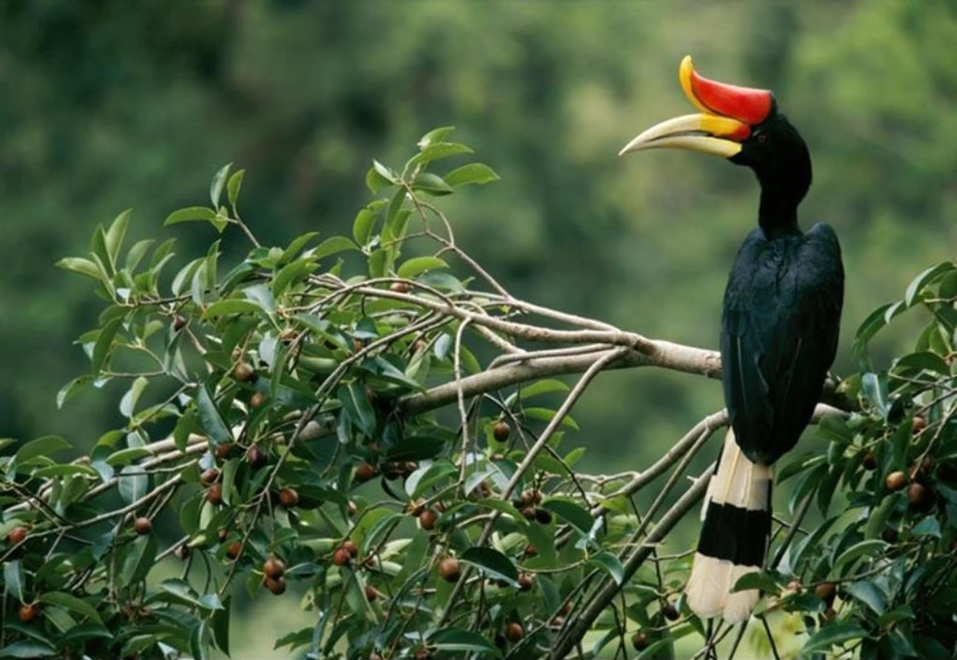 3D2N Belum Rainforest Resort Image