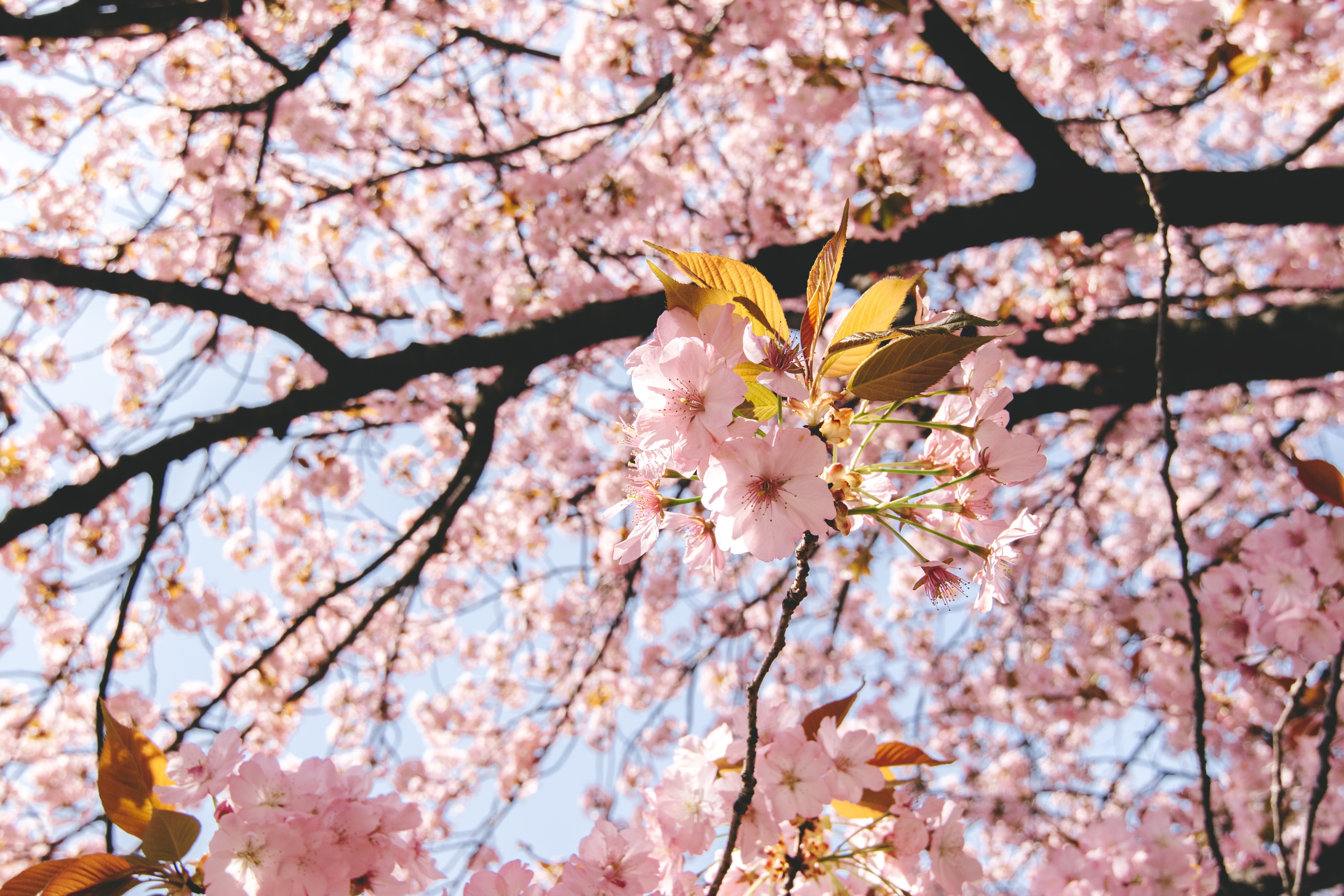 6 Hidden Gems of Spring in Japan Image