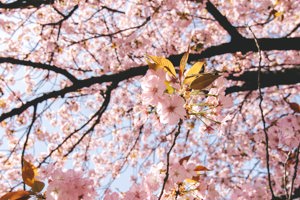 6 Hidden Gems of Spring in Japan Image