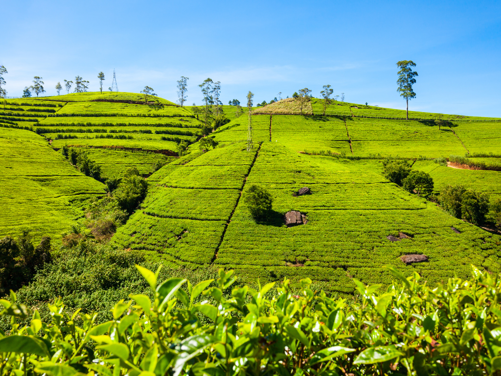 Sri-Lanka <p>Sri Lanka Tour </p> Tour Image