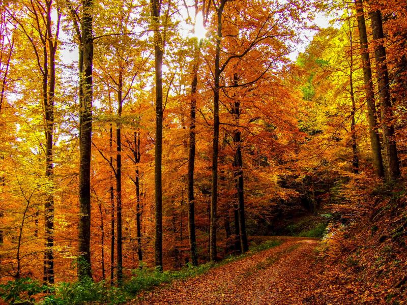 5 Most Inspiring Places to Travel to this Autumn Banner Image
