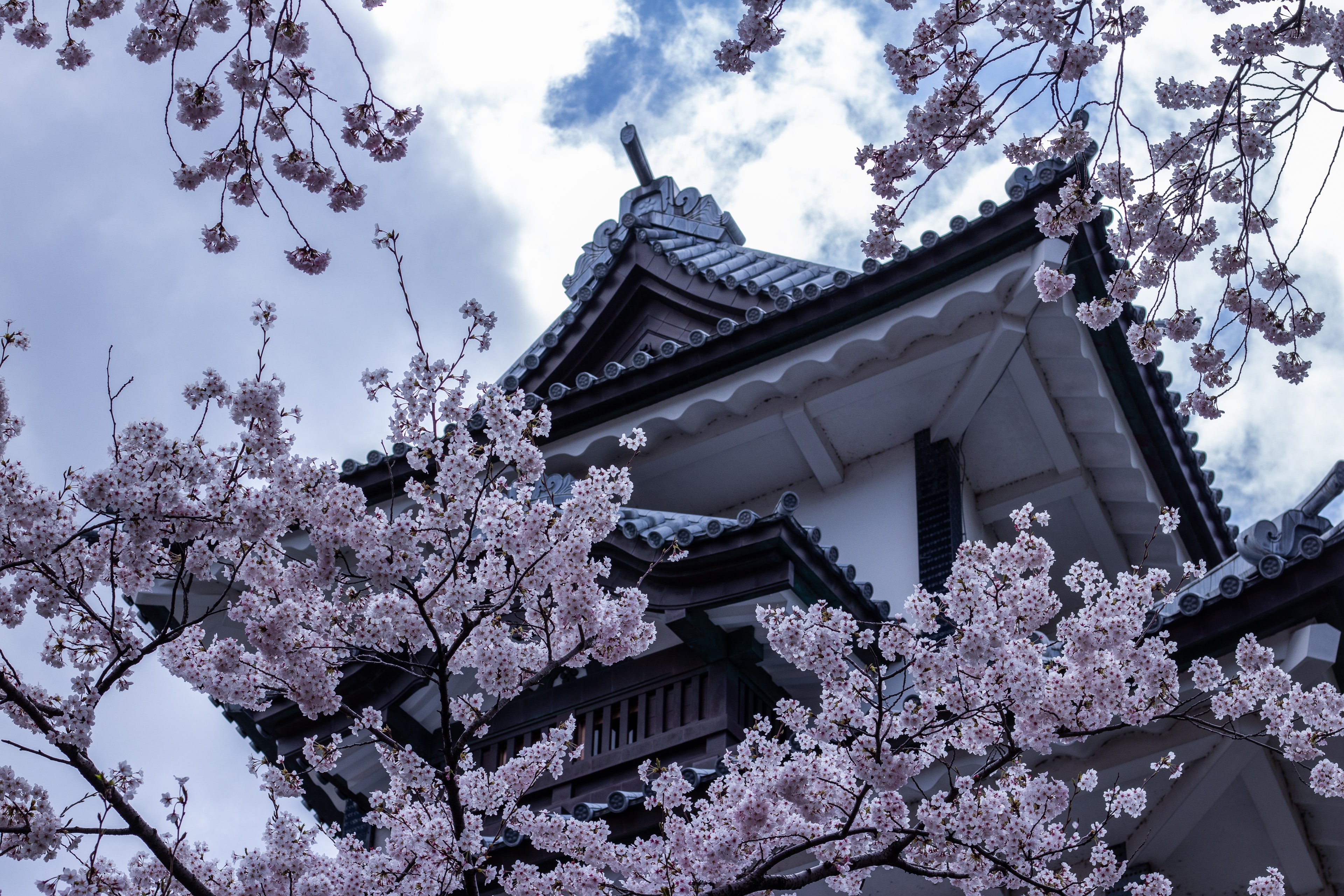 Full Bloom - Go Cherry Blossom Hunting in These Locations Image