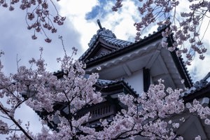 Full Bloom - Go Cherry Blossom Hunting in These Locations Image