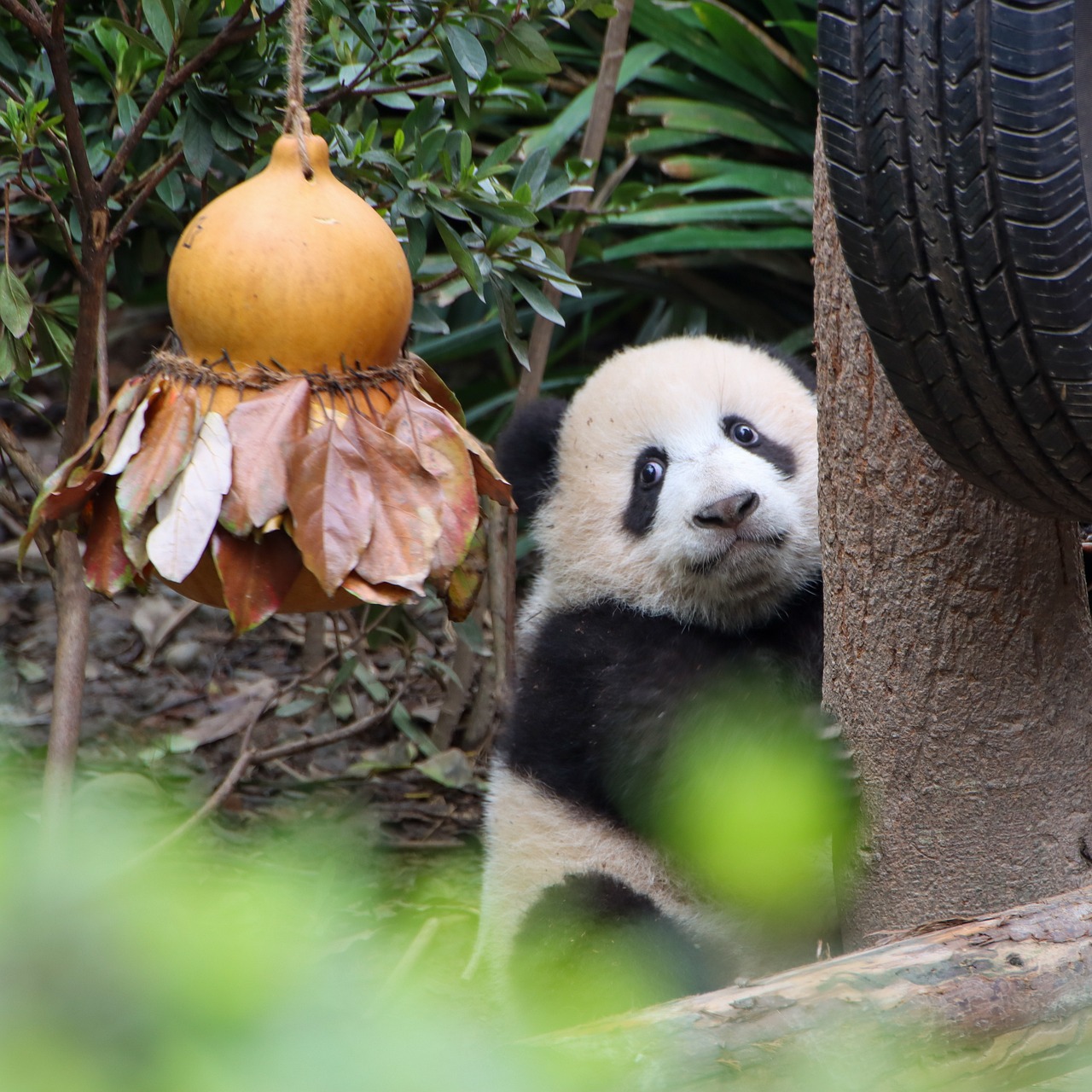 6D5N Chengdu - Chongqing Tour Image